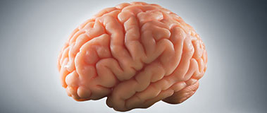 Brain Photo