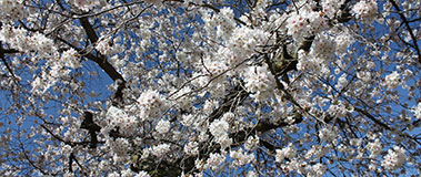 Cherry Blossoms on UW Campus
