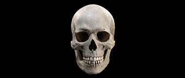Close-up of human skull
