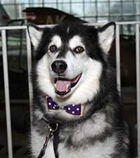 Husky Dog