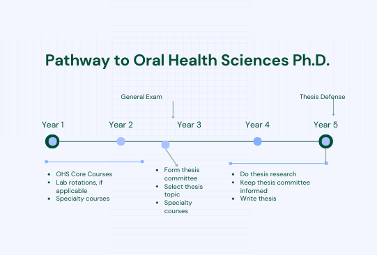 Graphic flowchart of PhD path