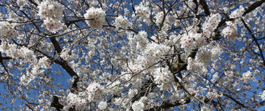 White cherry blossoms against blue sky