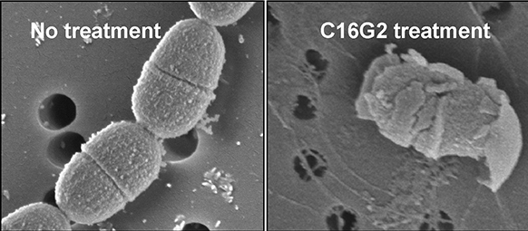 A Streptococcus mutans bacterium is shown before (left) and after treatment with the C16G2 specifically targeted antimicrobial peptide.