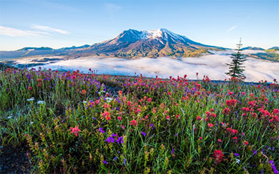 Mountain and field of flowers